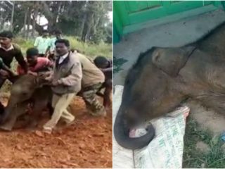 ತಾಯಿ ಕಳೆದುಕೊಂಡು ಅರಣ್ಯಾಧಿಕಾರಿಗಳ ರಕ್ಷಣೆಯಲ್ಲಿದ್ದ 1 ತಿಂಗ್ಳ ಮರಿ ಆನೆ ಸಾವು!