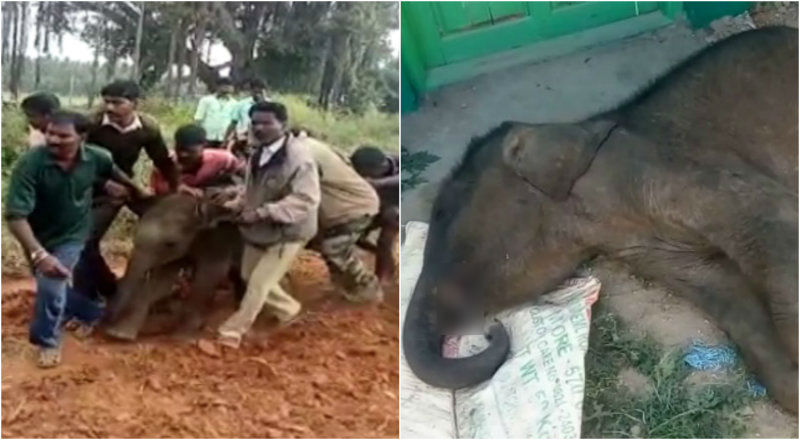 ತಾಯಿ ಕಳೆದುಕೊಂಡು ಅರಣ್ಯಾಧಿಕಾರಿಗಳ ರಕ್ಷಣೆಯಲ್ಲಿದ್ದ 1 ತಿಂಗ್ಳ ಮರಿ ಆನೆ ಸಾವು!