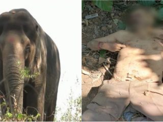 ಕೊಡಗಿನಲ್ಲಿ ಕಾಡಾನೆ ದಾಳಿಗೆ ಮತ್ತೊಂದು ಬಲಿ