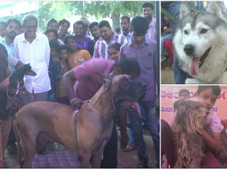 ಕನಕೋತ್ಸವಕ್ಕೆ ಮೆರುಗು ನೀಡಿದ ಡಾಗ್ ಶೋ- ದೇಶ, ವಿದೇಶಿ ತಳಿಯ ಶ್ವಾನಗಳ ಪ್ರದರ್ಶನ