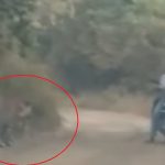 ಎರಡು ಹುಲಿಗಳ ನಡುವೆ ಸಿಕ್ಕಿಹಾಕಿಕೊಂಡ ಬೈಕ್ ಸವಾರರು – ನಂತರ ಏನಾಯ್ತು? ವಿಡಿಯೋ ನೋಡಿ