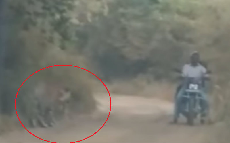 ಎರಡು ಹುಲಿಗಳ ನಡುವೆ ಸಿಕ್ಕಿಹಾಕಿಕೊಂಡ ಬೈಕ್ ಸವಾರರು – ನಂತರ ಏನಾಯ್ತು? ವಿಡಿಯೋ ನೋಡಿ