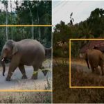 ಕಾಡಾನೆ ಪ್ರತ್ಯಕ್ಷ- ಸಕಲೇಶಪುರ ಸುತ್ತಮುತ್ತಲ ಗ್ರಾಮಸ್ಥರಲ್ಲಿ ಆತಂಕ