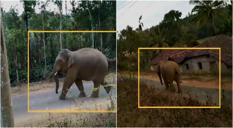 ಕಾಡಾನೆ ಪ್ರತ್ಯಕ್ಷ- ಸಕಲೇಶಪುರ ಸುತ್ತಮುತ್ತಲ ಗ್ರಾಮಸ್ಥರಲ್ಲಿ ಆತಂಕ