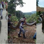 ಮರದ ಟೊಂಗೆಯಲ್ಲಿ ಅಡಗಿದ್ದ 20 ಅಡಿ ಹೆಬ್ಬಾವು ಹಿಡಿದು ಫ್ರೈ ಮಾಡಿ ತಿಂದ ಜನರು