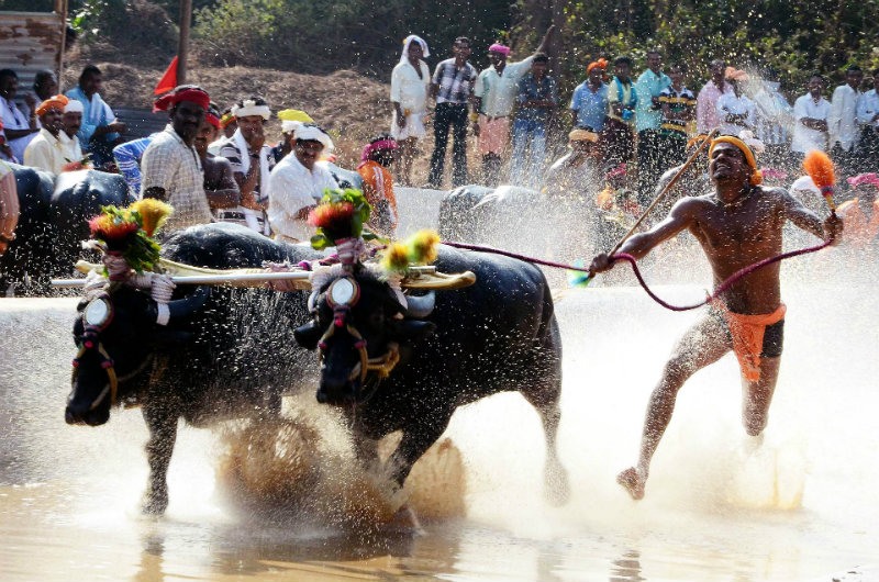 ಕಂಬಳ ಮಸೂದೆಗೆ ರಾಷ್ಟ್ರಪತಿ ಅಂಕಿತ, ಎಲ್ಲ ಅಡೆ ತಡೆ ನಿವಾರಣೆ
