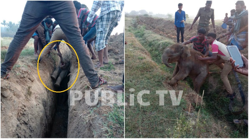 ಪೈಪ್ ಲೈನ್ ಗುಂಡಿಗೆ ಬಿದ್ದಿದ್ದ ಮರಿಯಾನೆ ರಕ್ಷಣೆ