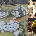 ಒಂದೇ ಜಾಗದಲ್ಲಿ ಎರಡು ಹಾವು, 300ಕ್ಕೂ ಹೆಚ್ಚು ಮೊಟ್ಟೆ – ಅಚ್ಚರಿಗೊಳಗಾದ ಸ್ಥಳೀಯರು!