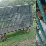 ಕುಡಿದ ಮತ್ತಿನಲ್ಲಿ ಚಿರತೆ ಬೋನಿನಲ್ಲಿ ಸೆರೆಯಾದ!