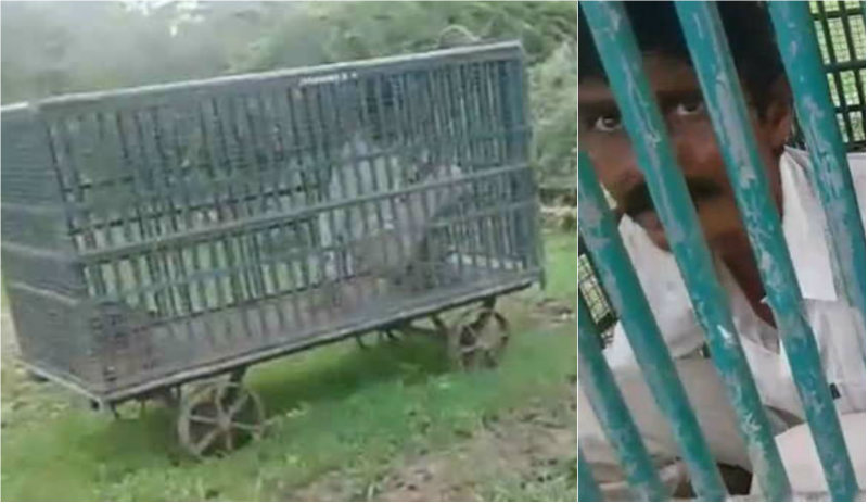 ಕುಡಿದ ಮತ್ತಿನಲ್ಲಿ ಚಿರತೆ ಬೋನಿನಲ್ಲಿ ಸೆರೆಯಾದ!