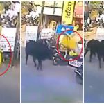 ವಿಡಿಯೋ: ರಸ್ತೆಯಲ್ಲಿ ಹೋಗ್ತಿದ್ದಾಗ ಹಿಂದಿನಿಂದ ಗುದ್ದಿದ ಗೂಳಿ- 10 ಅಡಿ ಗಾಳಿಯಲ್ಲಿ ಹಾರಿ ದೂರಕ್ಕೆ ಬಿದ್ದ ಮಹಿಳೆ