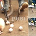 ಕೋಳಿ ಸಾಯ್ಸಿ, 4 ಮೊಟ್ಟೆ ನುಂಗಿ ನರಳಾಡುತ್ತಿದ್ದ ನಾಗರ ಹಾವಿನ ರಕ್ಷಣೆ – ವಿಡಿಯೋ ನೋಡಿ