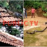 ಮನೆಯ ಮೇಲ್ಛಾವಣಿಯಲ್ಲಿ ವಾಸವಿದ್ದ 15 ಅಡಿ ಉದ್ದದ ಕಾಳಿಂಗ ಸರ್ಪದ ರಕ್ಷಣೆ