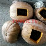 3 ಚೀನಿಕಾಯಿ ಒಳಗಡೆ 10 ಕೆ.ಜಿ ಗಾಂಜಾ ಪತ್ತೆ