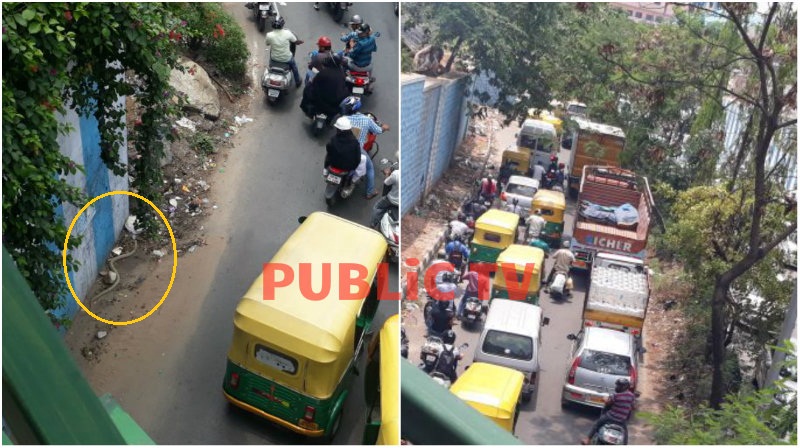 ಹಾವಿಗೆ ಭಯಗೊಂಡು ಮುಂದೆ ಹೋಗಲು ಹೆದರಿದ ಸವಾರರು – ಫುಲ್ ಟ್ರಾಫಿಕ್ ಜಾಮ್