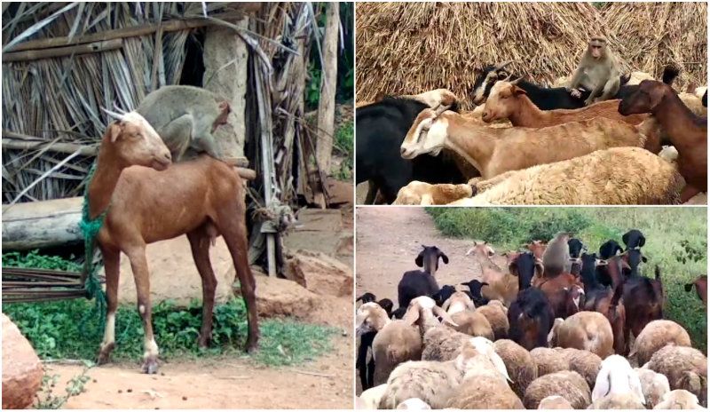 ಅಮ್ಮನಿಂದ ಬೇರ್ಪಟ್ಟ ಕೋತಿಗೆ ಇದೀಗ ಮೇಕೆಯೇ ತಾಯಿ!