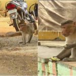 ಸಾಕು ಪ್ರಾಣಿಗಳನ್ನು ಕೊಲ್ಲುತ್ತಿರುವ ಮಂಗ-ಕೋತಿಯಿಂದ ಭಯಬೀತರಾದ ಗ್ರಾಮಸ್ಥರು