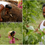ಎಂಜಿನಿಯರಿಂಗ್ ಮಾಡಿ ಕೃಷಿಯಲ್ಲಿ ಮಾದರಿಯಾದ್ರು ಗದಗ್ ನ ಬಸವರಾಜ್