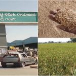 ಕುಸಿದ ಭತ್ತದ ಬೆಲೆ-ಬರಗಾಲಕ್ಕೆ ತತ್ತರಿಸಿದ ರೈತರು ಈಗ ಸಂಪೂರ್ಣ ಅತಂತ್ರ