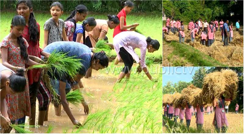 ಬುಕ್ ಹಿಡಿಯೋ ಕೈಯಲ್ಲಿ ಭತ್ತದ ನಾಟಿ – ಉಡುಪಿ ಮಕ್ಕಳಿಗೆ ಕೃಷಿ ಪಾಠ