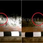 ವಿಮಾನ ನಿಲ್ದಾಣದ ಆವರಣದಲ್ಲಿ ಪ್ರಯಾಣಿಕರ ಕಾರಿಗೆ ಅಡ್ಡ ಬಂದ ಚಿರತೆ