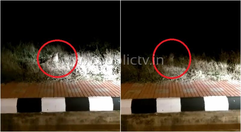 ವಿಮಾನ ನಿಲ್ದಾಣದ ಆವರಣದಲ್ಲಿ ಪ್ರಯಾಣಿಕರ ಕಾರಿಗೆ ಅಡ್ಡ ಬಂದ ಚಿರತೆ