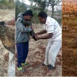ತಂತಿ ಉರುಳಿಗೆ ಸಿಲುಕಿದ್ದ ನವಿಲಿನ ರಕ್ಷಣೆ