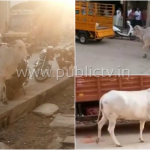 ಕರು ಅಸುನೀಗಿದ್ದಕ್ಕೆ ರೊಚ್ಚಿಗೆದ್ದು ರಸ್ತೆಯೆಲ್ಲಾ ಓಡಾಡಿದ ಹಸು