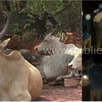 ಮೈಸೂರಿನಲ್ಲಿ ಶುರುವಾಗಿದೆ ಗೋ ಮಾಫಿಯಾ..!- ಸದ್ದಿಲ್ಲದೆ ನಡೀತಿದೆ ಗೋಮಾಂಸ ದಂಧೆ