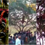 ಜನ್ರಿಂದ ತಪ್ಪಿಸಿಕೊಂಡು ಬೃಹದಾಕಾರದ ಮರವೇರಿದ ಗುಳಿಗ ದೈವ – ವಿಡಿಯೋ ವೈರಲ್