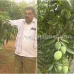 ಅವಧಿಗೂ ಮುನ್ನ ರೈತನ ತೋಟದಲ್ಲಿ ಮಾವು