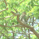4 ಲಕ್ಷ ರೂ ಇದ್ದ ಬ್ಯಾಗ್‍ನೊಂದಿಗೆ ಮರವೇರಿ ಹಣ ಬಿಸಾಕಿದ ಕೋತಿ!