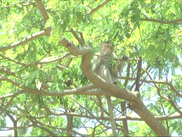 4 ಲಕ್ಷ ರೂ ಇದ್ದ ಬ್ಯಾಗ್‍ನೊಂದಿಗೆ ಮರವೇರಿ ಹಣ ಬಿಸಾಕಿದ ಕೋತಿ!