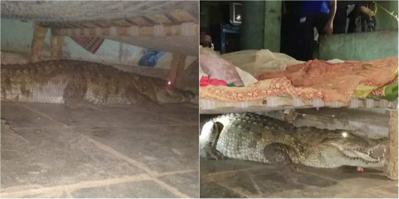 ರಾತ್ರೋ ರಾತ್ರಿ ಮನೆಗೆ ನುಗ್ಗಿದ ದೈತ್ಯ ಮೊಸಳೆ