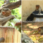 ಅನ್ನ, ನೀರು ಇಲ್ಲದೆ ಕೋತಿಗಳ ಪರದಾಟ – ಕೋಲಾರದ ಅಂತರಗಂಗೆಯಲ್ಲಿ ಕರುಳು ಹಿಂಡುವ ದೃಶ್ಯ