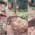 ಕಪ್ಪೆ ಕಚ್ಚಿಕೊಂಡು ಮರ ಏರಿದ ಹಾವು – ವಿಡಿಯೋ ನೋಡಿ