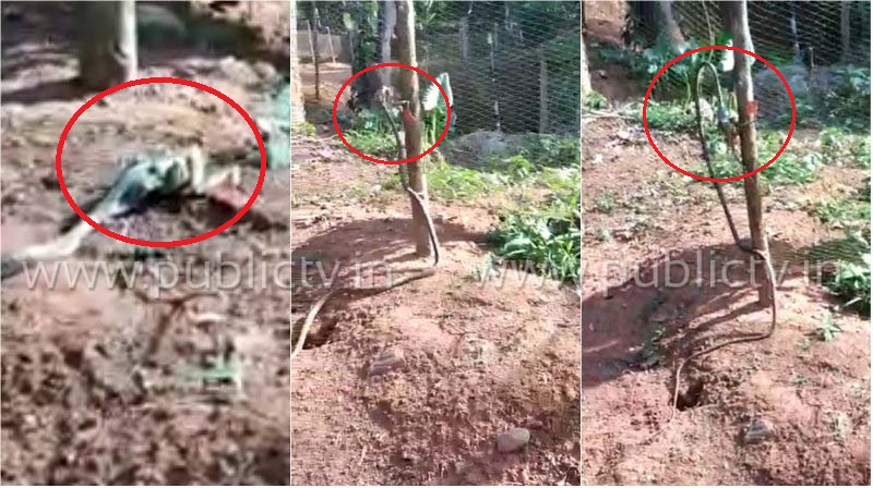 ಕಪ್ಪೆ ಕಚ್ಚಿಕೊಂಡು ಮರ ಏರಿದ ಹಾವು – ವಿಡಿಯೋ ನೋಡಿ