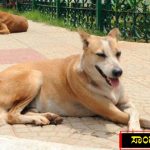 ವೈದ್ಯರ ಎಡವಟ್ಟಿನಿಂದ ಸಾವನ್ನಪ್ಪಿದ ಬೀದಿ ನಾಯಿ? – ಎಫ್‍ಐಆರ್ ದಾಖಲು