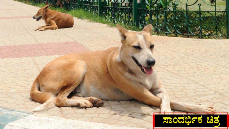 ವೈದ್ಯರ ಎಡವಟ್ಟಿನಿಂದ ಸಾವನ್ನಪ್ಪಿದ ಬೀದಿ ನಾಯಿ? – ಎಫ್‍ಐಆರ್ ದಾಖಲು