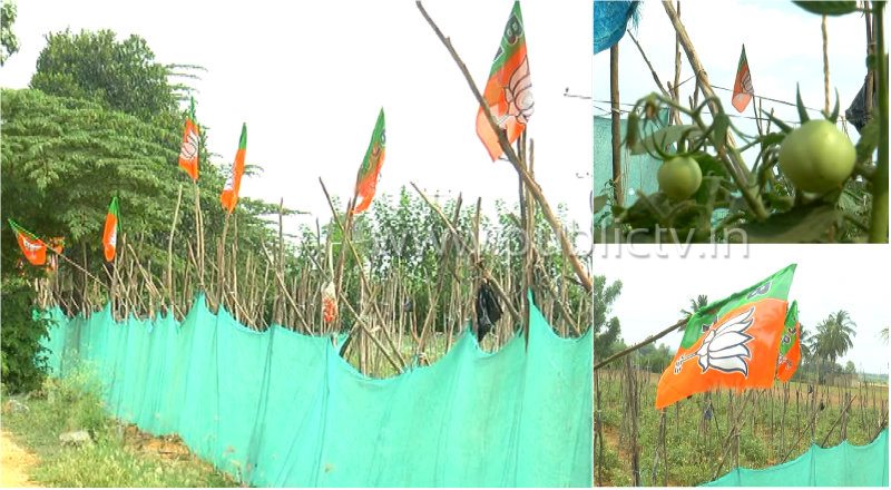 ರೈತನ ಹೊಸ ಪ್ಲಾನ್ – ಟೊಮೆಟೊ ತೋಟದಲ್ಲಿ ಕೇಸರಿ ಕಮಾಲ್!