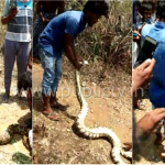 ಮೊಲ ನುಂಗಿ ಸುಸ್ತಾಗಿ ಪರದಾಡಿದ ಹೆಬ್ಬಾವು! – ವಿಡಿಯೋ ನೋಡಿ