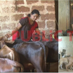 40 ಹಸು, ಬೆಕ್ಕು, 25 ನಾಯಿಗಳಿಗೆ ಆಶ್ರಯ ನೀಡ್ತಿದ್ದಾರೆ ಹೊನ್ನಾವರದ ಲಲಿತಾ