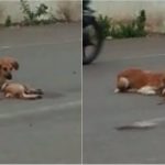 ಅಪಘಾತದಲ್ಲಿ ಮೃತಪಟ್ಟ ಮರಿಗಾಗಿ ತಾಯಿ ಶ್ವಾನದ ಮೂಕರೋಧನೆ
