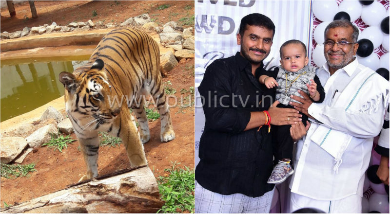 ಮೊಮ್ಮಗನ ಹುಟ್ಟುಹಬ್ಬಕ್ಕೆ ಹೆಣ್ಣುಲಿ ದತ್ತು ಪಡೆದ ಜಿಟಿಡಿ