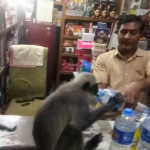 ಬಿಸ್ಲೆರಿ ನೀರು, ಸಿಕ್ಕಲ್ಲೆಲ್ಲ ಊಟ- ಕೋತಿಯ ರಾಯಲ್ ನಗರ ವಾಸ