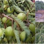 ಸರ್ಕಾರಿ ಹುದ್ದೆಗೆ ಗುಡ್‍ಬೈ, ಪ್ರಕೃತಿ ಮಾತೆಗೆ ಜೈ ಅಂದ್ರು ಕೋಲಾರದ ರಾಜಶೇಖರ್