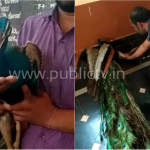 ರಕ್ಷಣೆಗಾಗಿ ಕಾಡಿಂದ ನಾಡಿಗೆ ಬಂದ ನವಿಲಿಗೆ ಗ್ರಾಮಸ್ಥರ ನೆರವು