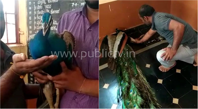 ರಕ್ಷಣೆಗಾಗಿ ಕಾಡಿಂದ ನಾಡಿಗೆ ಬಂದ ನವಿಲಿಗೆ ಗ್ರಾಮಸ್ಥರ ನೆರವು