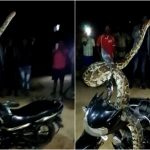 ಬೈಕ್ ಮೇಲೆ ಎದ್ದು ನಿಂತ ಹೆಬ್ಬಾವು