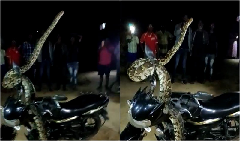 ಬೈಕ್ ಮೇಲೆ ಎದ್ದು ನಿಂತ ಹೆಬ್ಬಾವು